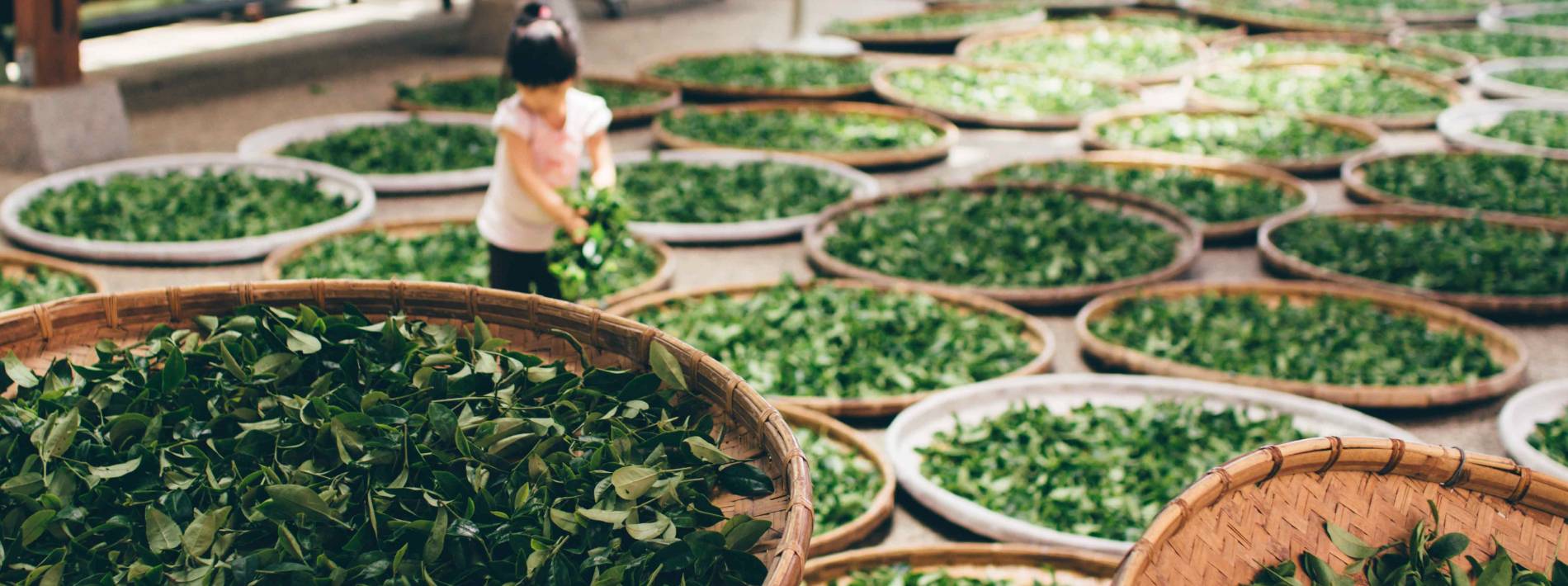 little girl helping dry tea leaves